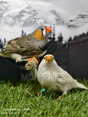Jumbo Finch Adult Pair