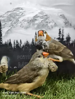 Jumbo Finch Adult Pair