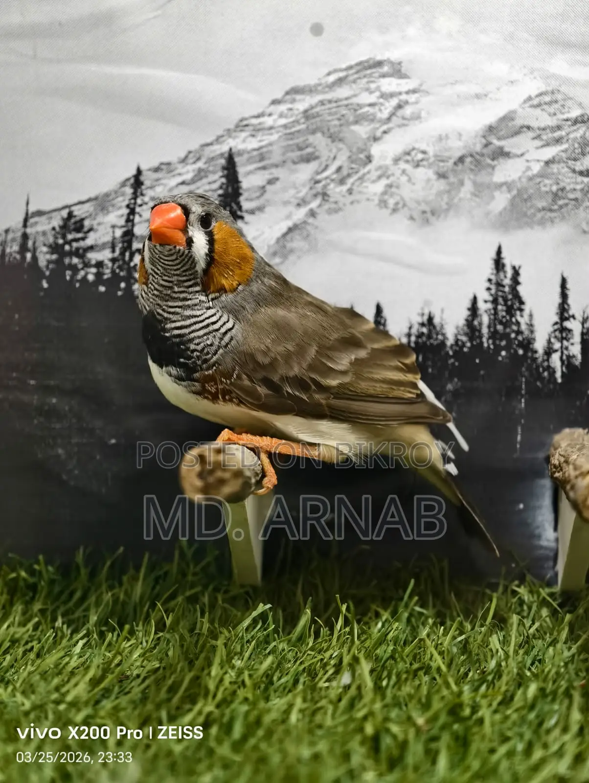 Jumbo Finch Adult Pair
