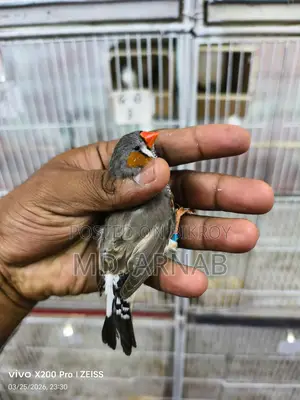 Jumbo Finch Adult Pair