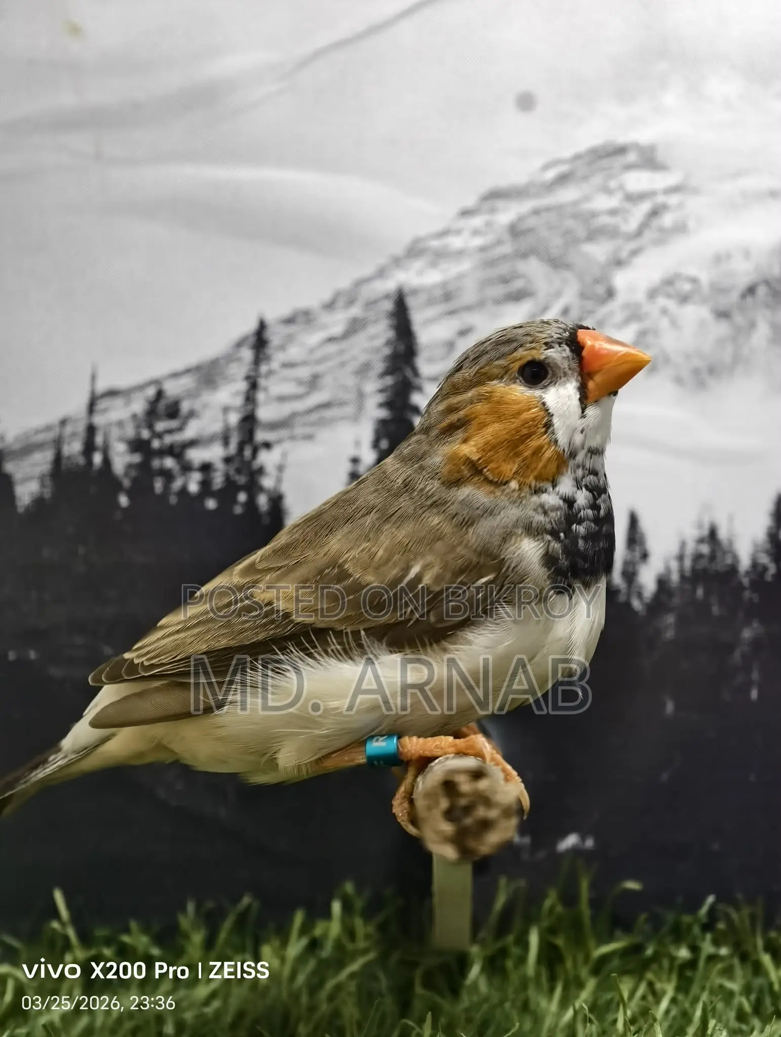 Jumbo Finch Adult Pair