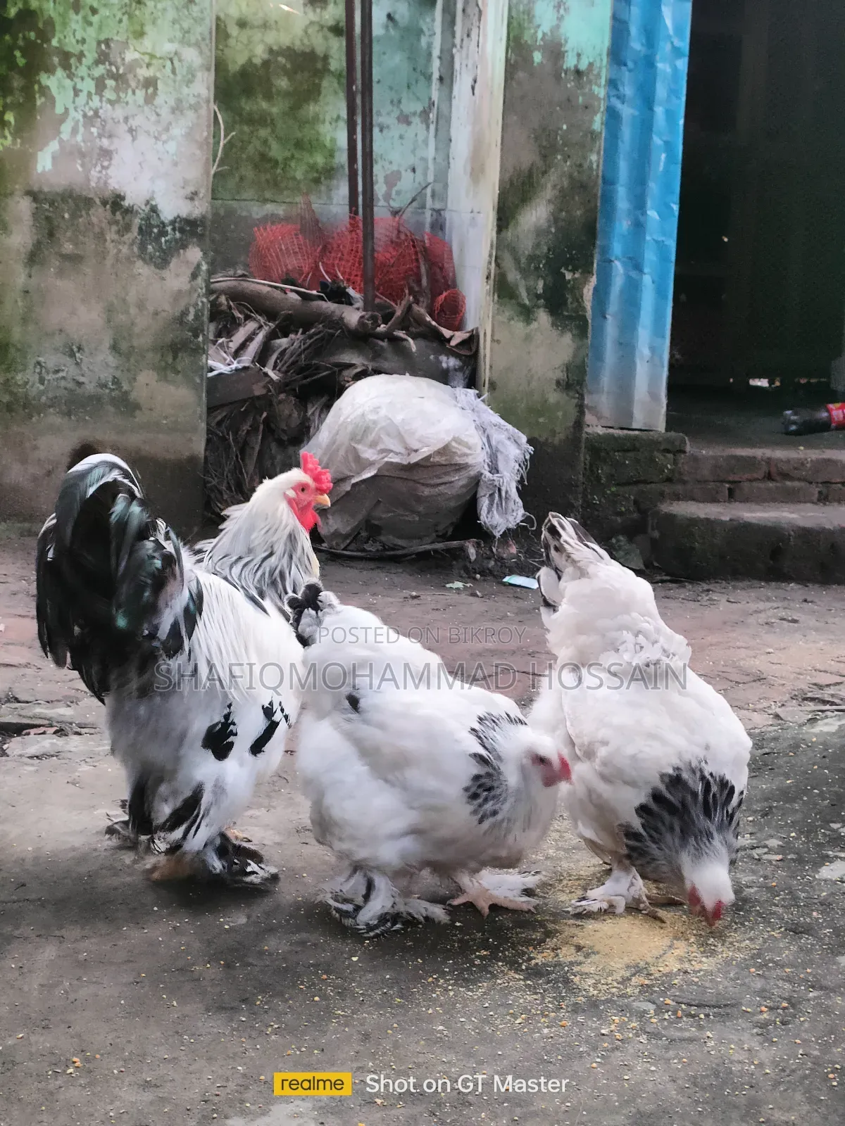 ইরোপিয়ান জায়ান্ট কোটোনিক্স কোয়েল এর বাচ্চা