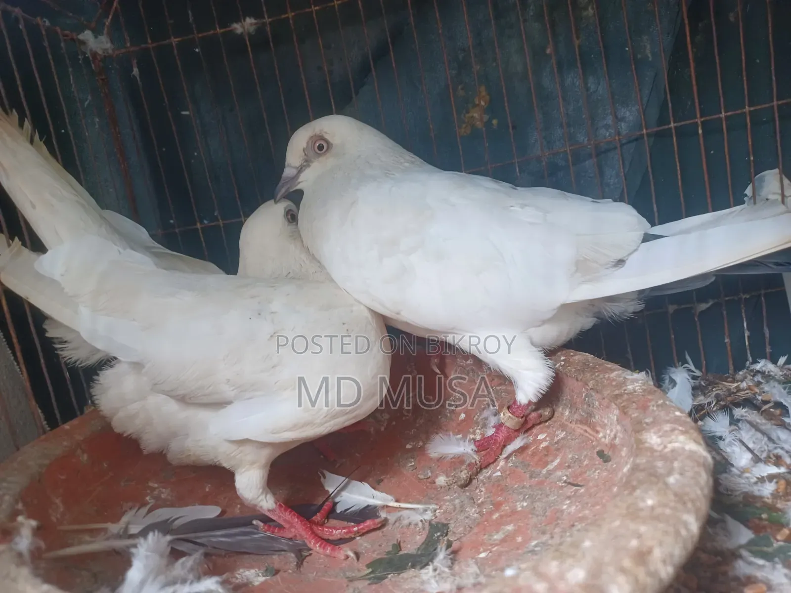 Kaldom Pigeon