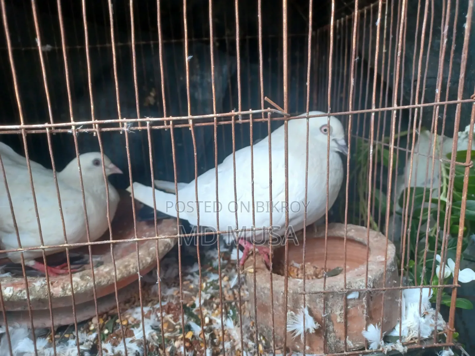 Kaldom Pigeon