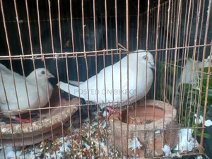 Kaldom Pigeon