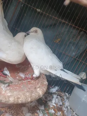 Kaldom Pigeon