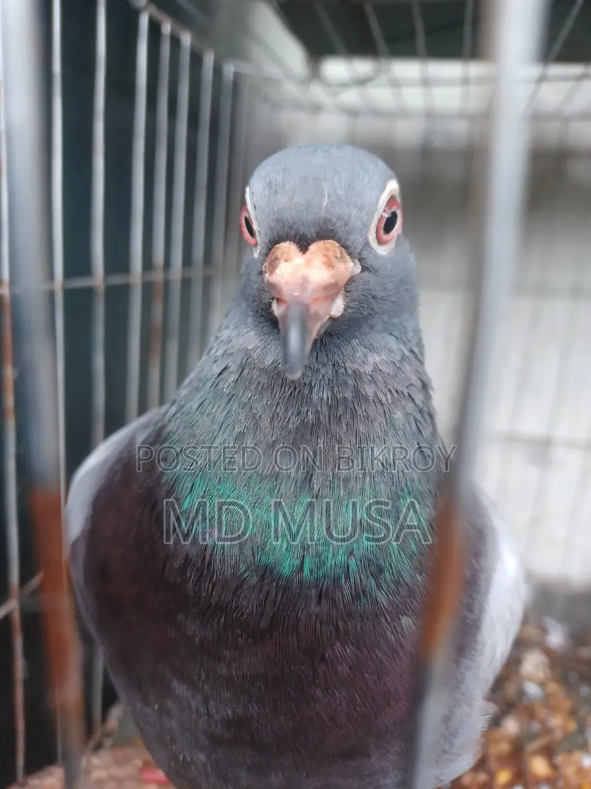 Racer Pigeon Female Red Eyes