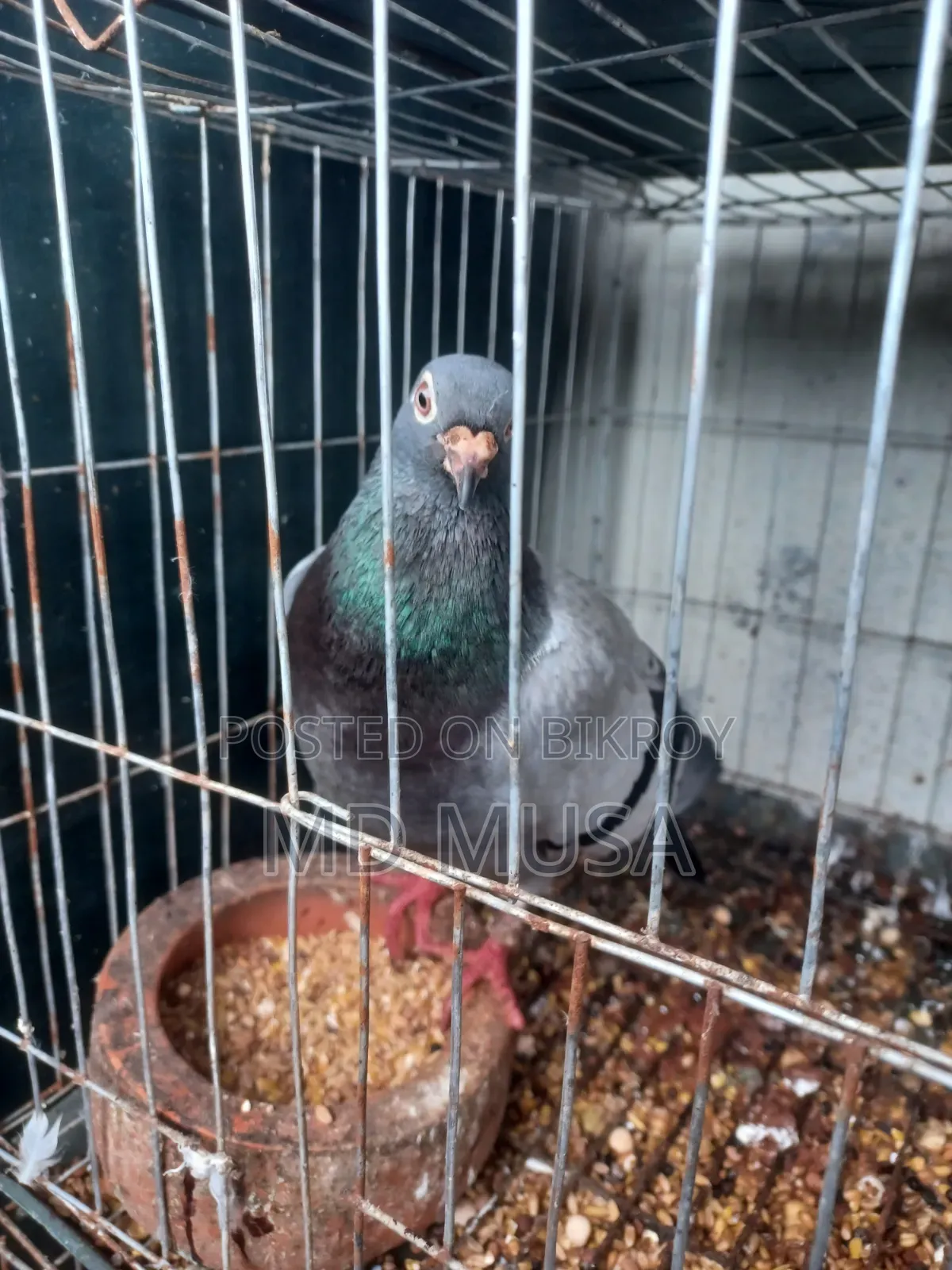 Racer Pigeon Female Red Eyes