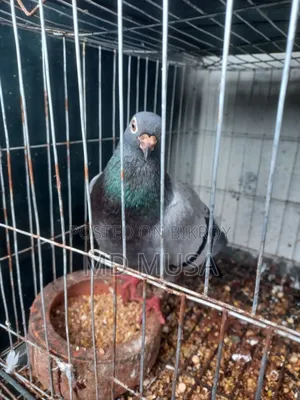 Racer Pigeon Female Red Eyes