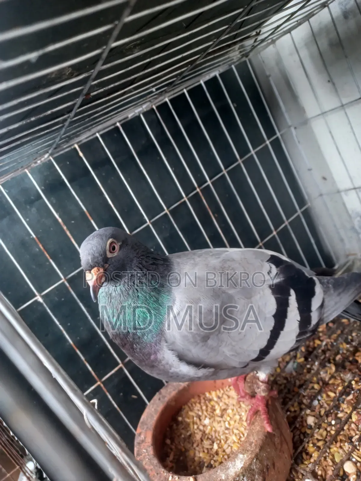 Racer Pigeon Female Red Eyes