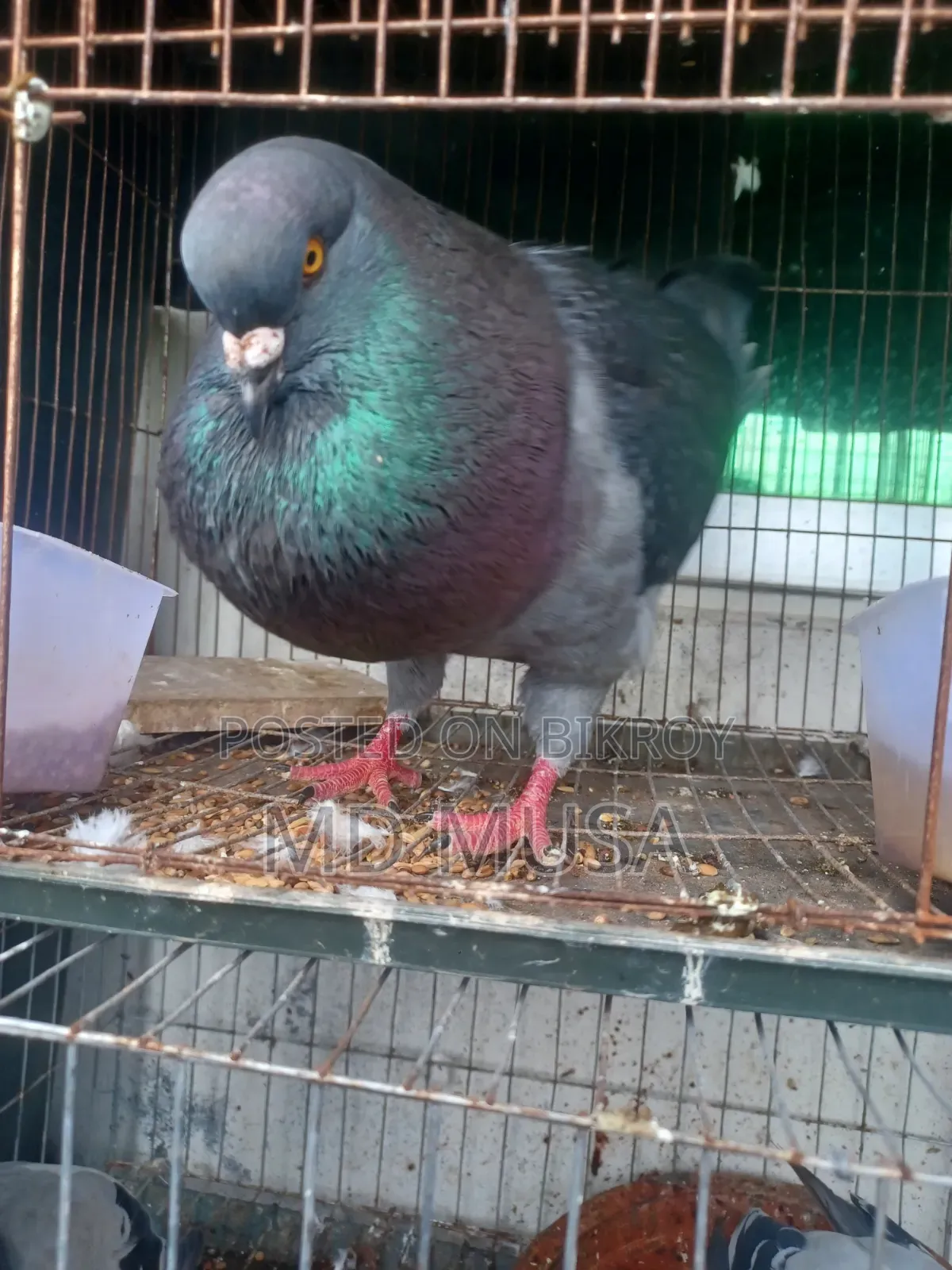 King Pigeon Male
