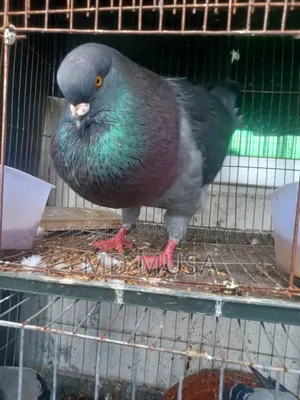 King Pigeon Male