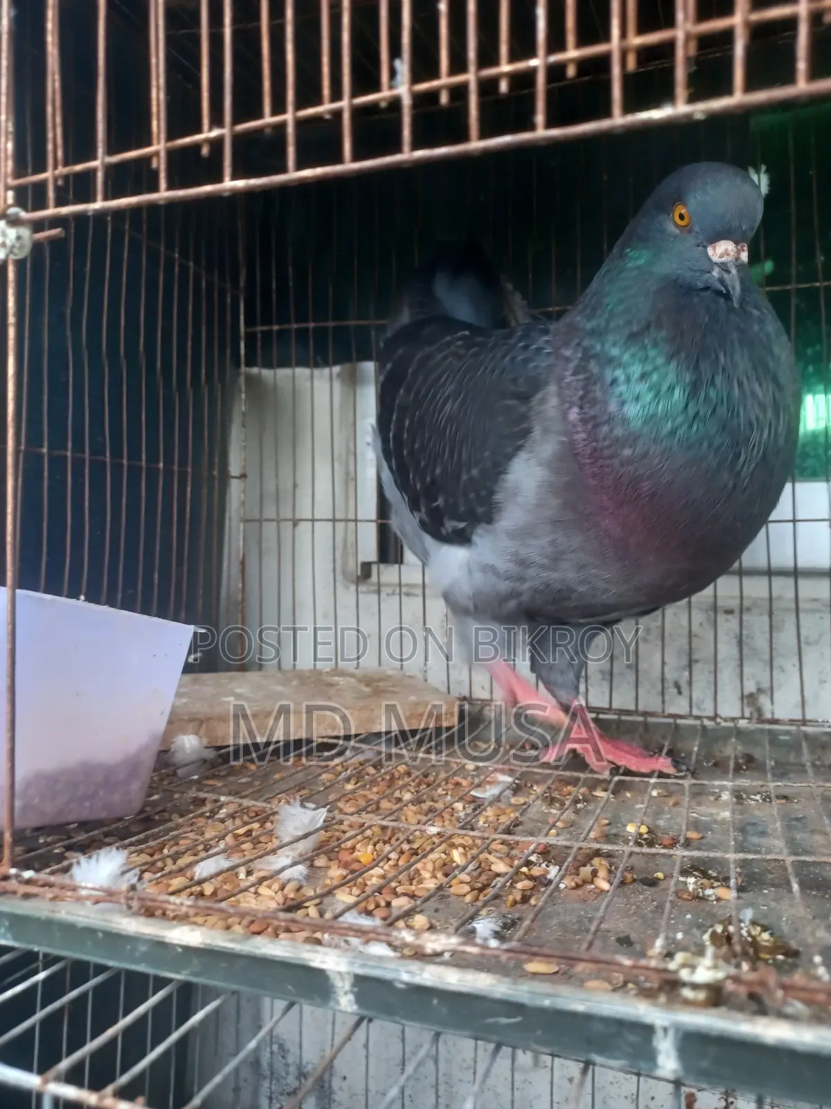 King Pigeon Male