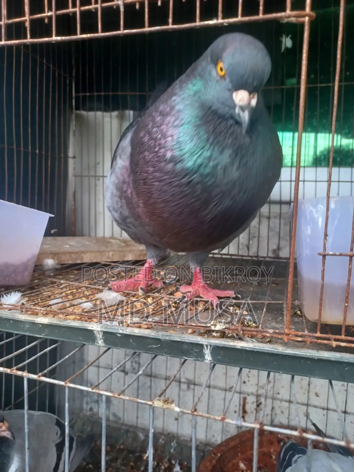 King Pigeon Male