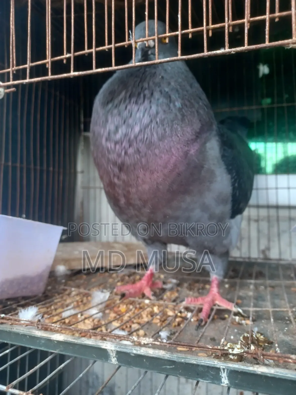 King Pigeon Male