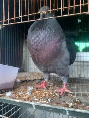 King Pigeon Male