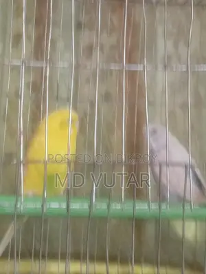 Budgerigar Bird