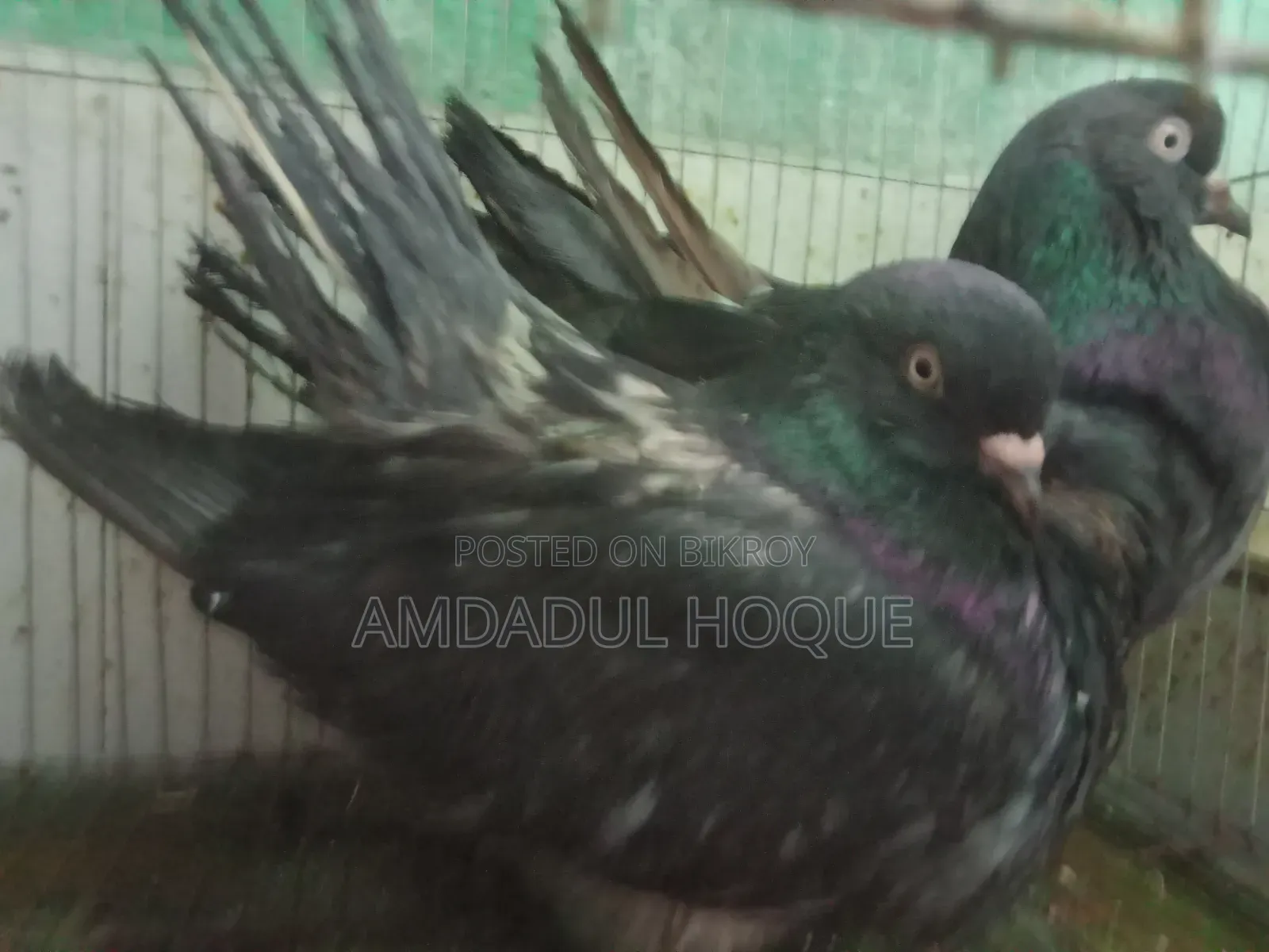 কিং কবুতর বিক্রি হবে