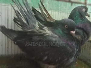 কিং কবুতর বিক্রি হবে