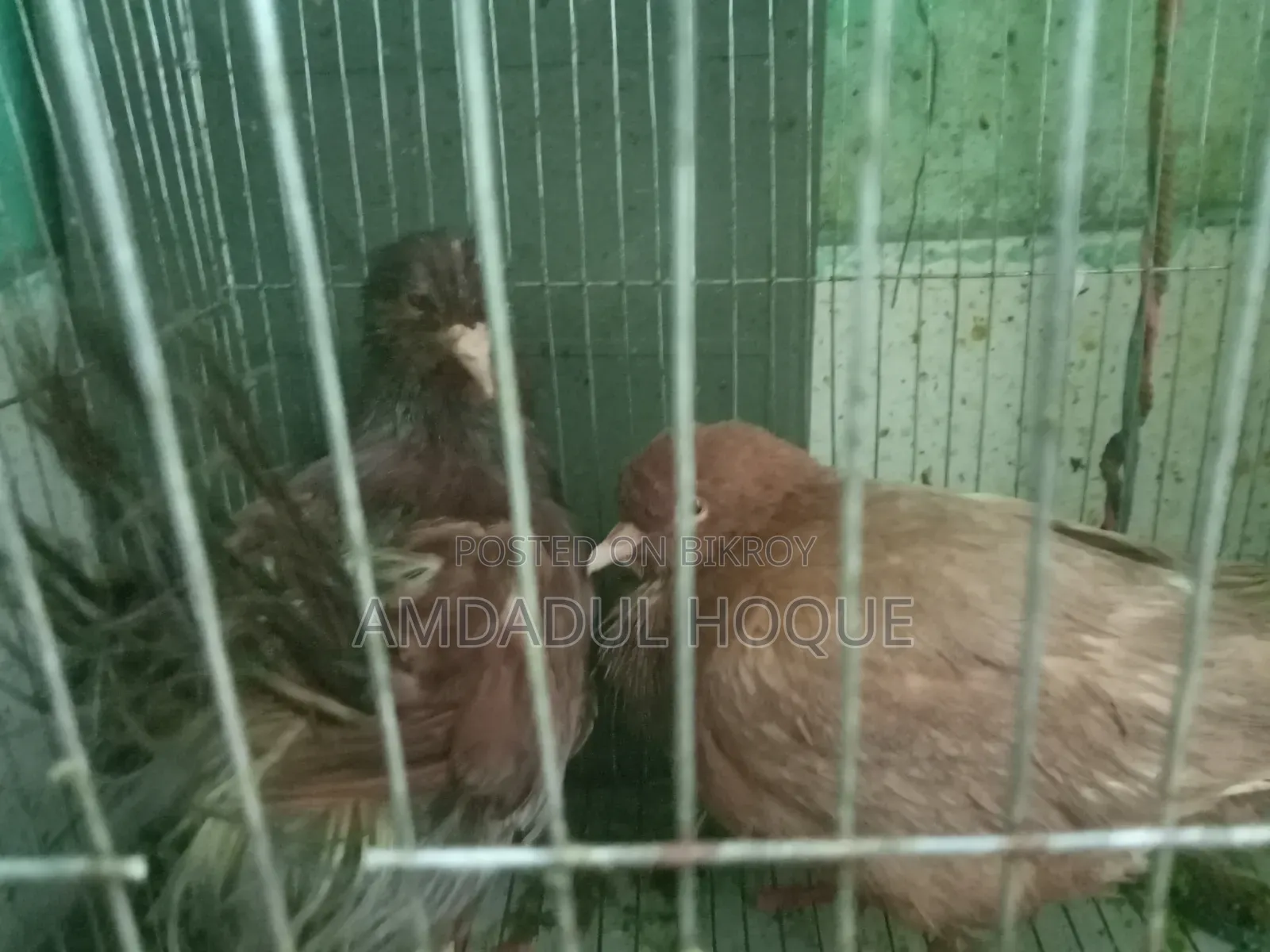 কিং কবুতর বিক্রি হবে