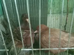 কিং কবুতর বিক্রি হবে