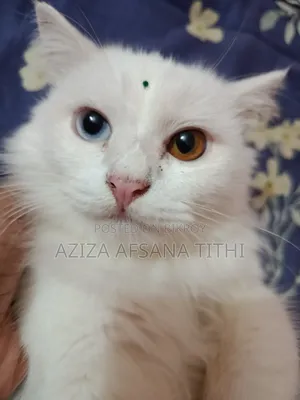 6-12 months Female Purebred Persian