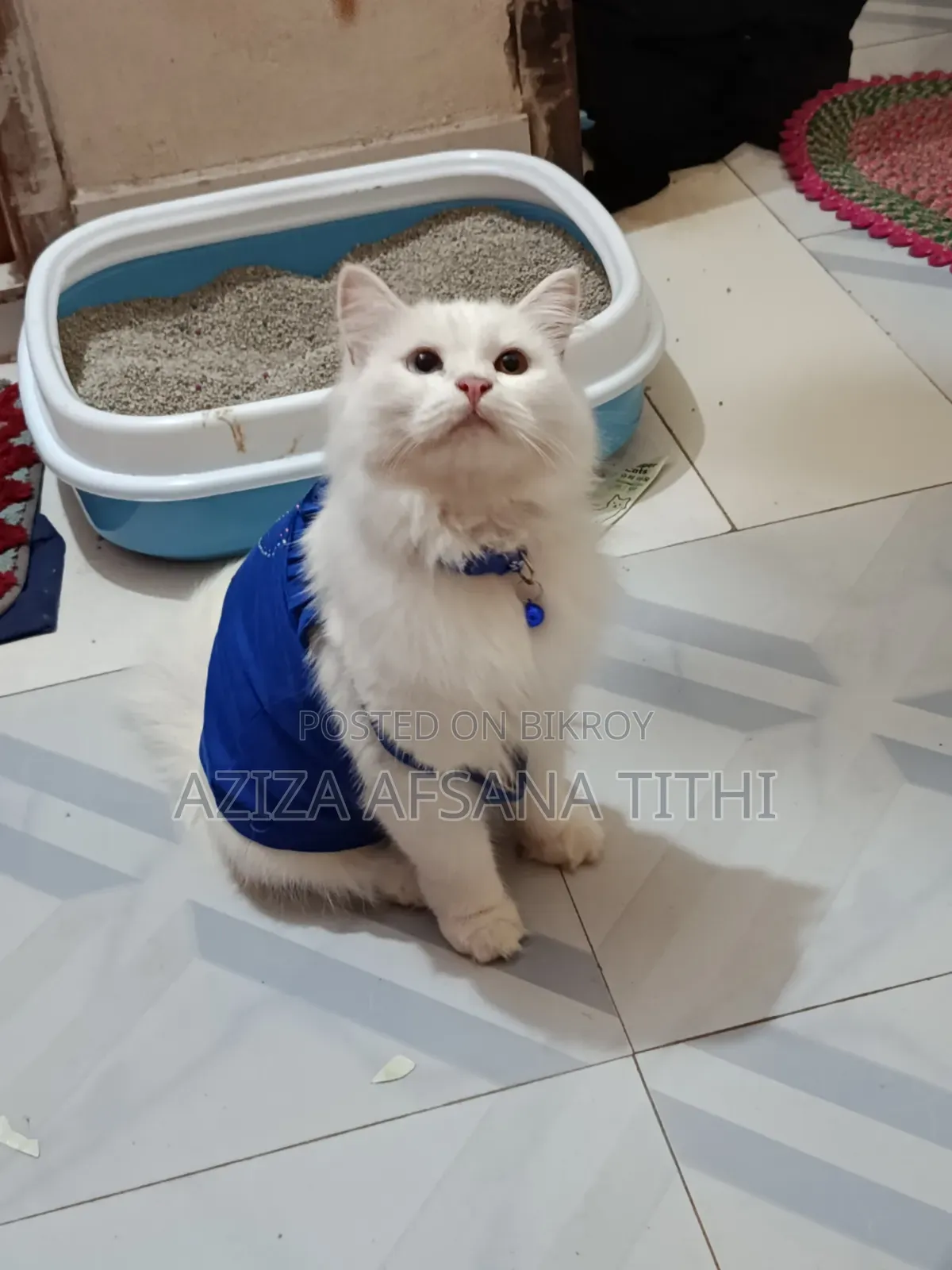 6-12 months Female Purebred Persian
