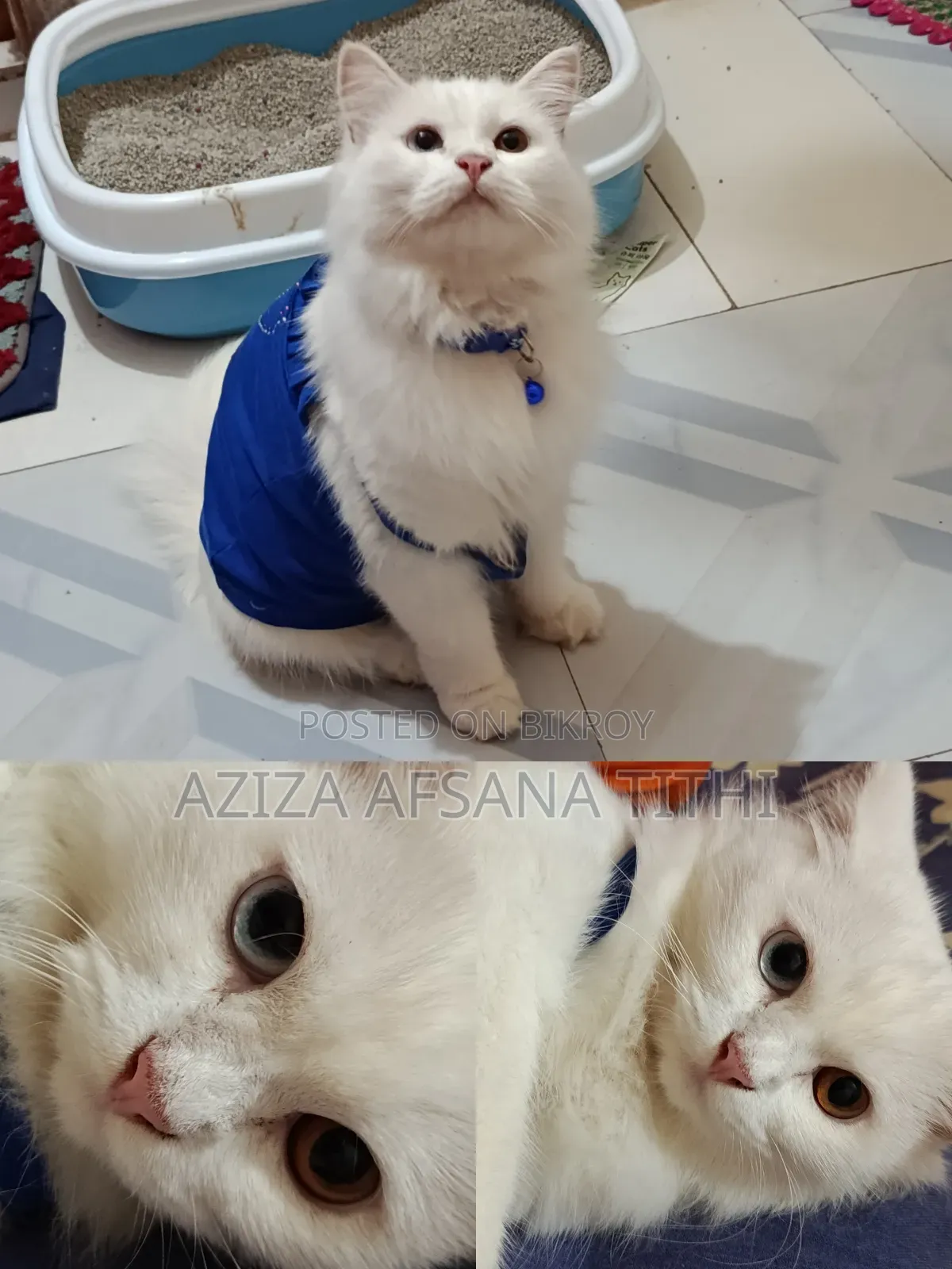 6-12 months Female Purebred Persian