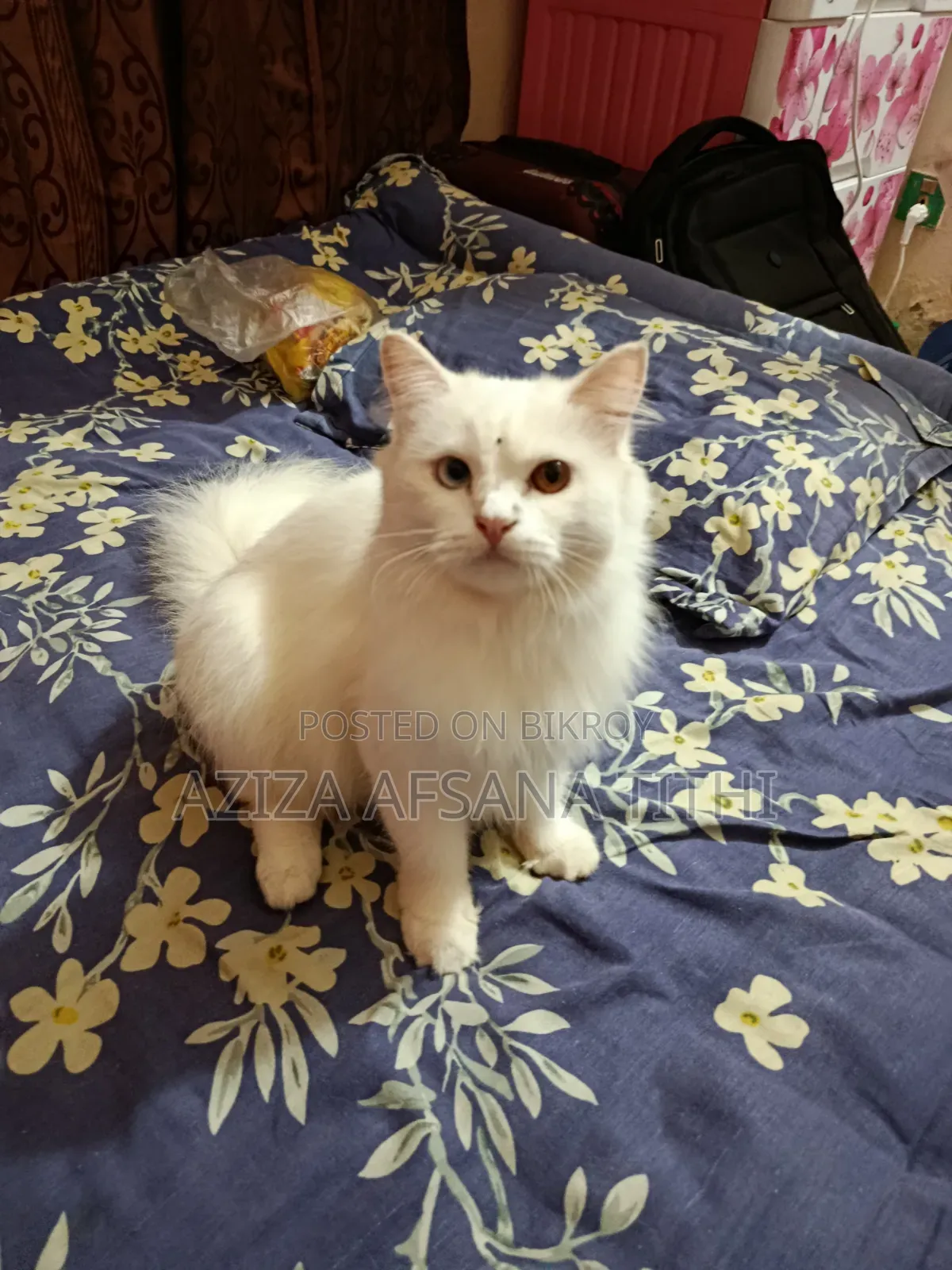 6-12 months Female Purebred Persian