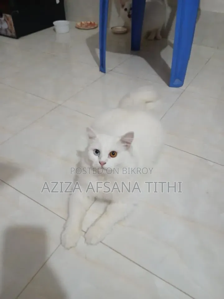 6-12 months Female Purebred Persian