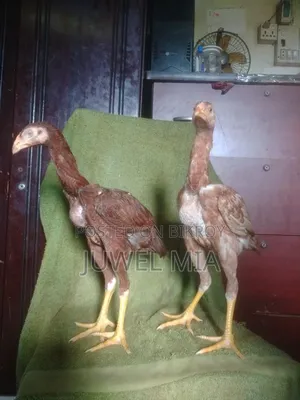 শরালি মোরগ