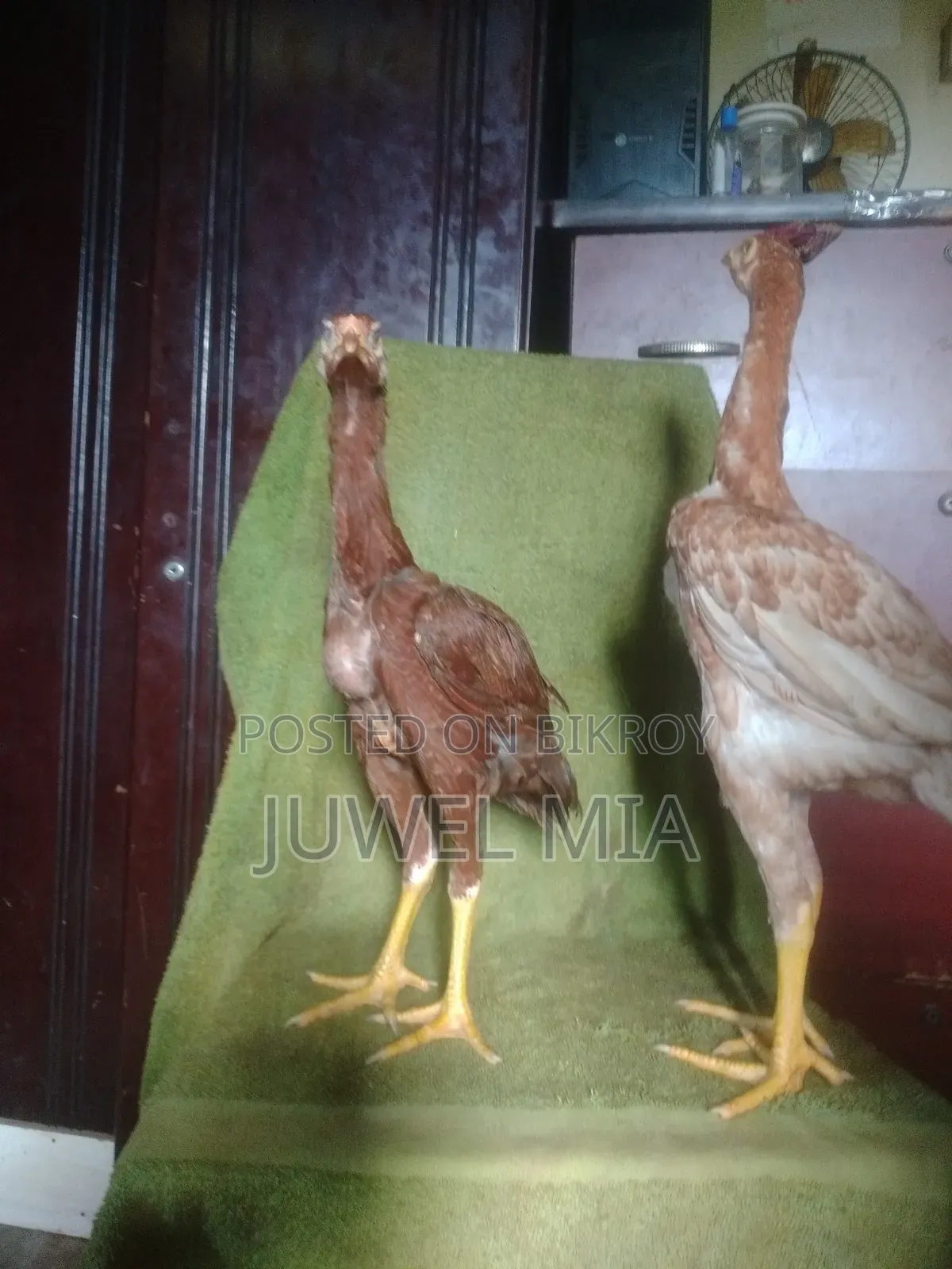 Sorali/Asil Rooster