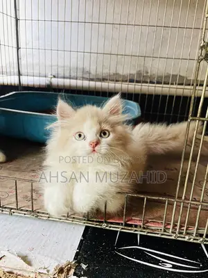 1-3 Months Female Purebred Persian