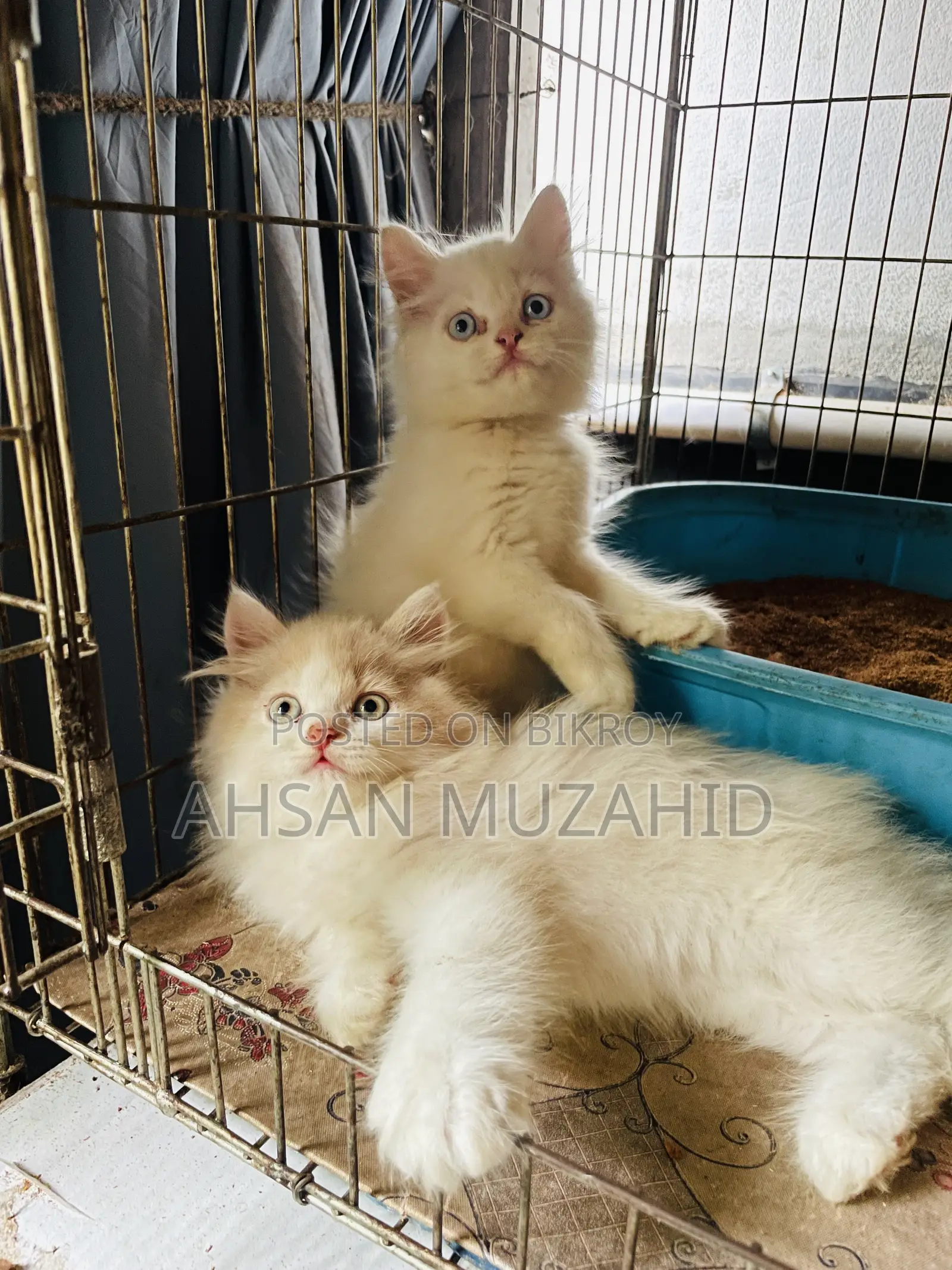 1-3 Months Female Purebred Persian