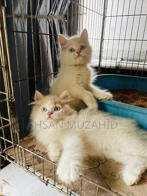 1-3 Months Female Purebred Persian