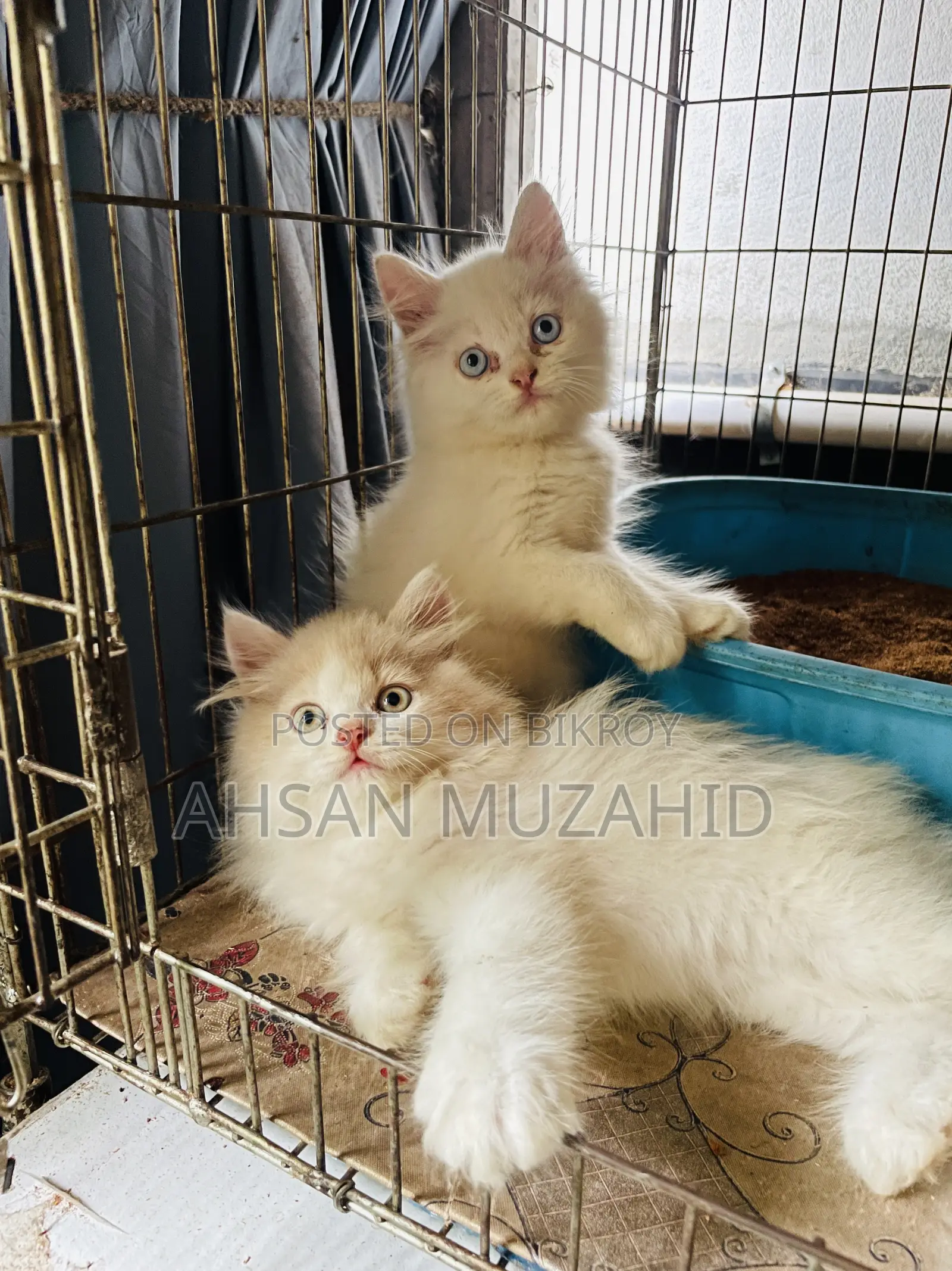 1-3 Months Female Purebred Persian