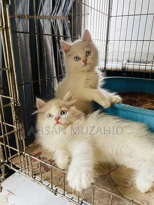 1-3 Months Female Purebred Persian