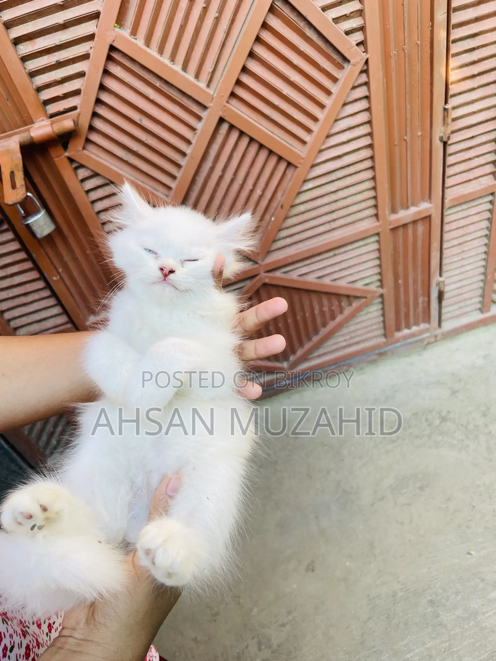 1-3 Months Female Purebred Persian