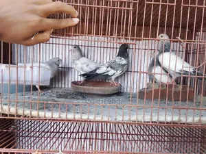 পাকিস্তানি হাইফ্লাই বেবি