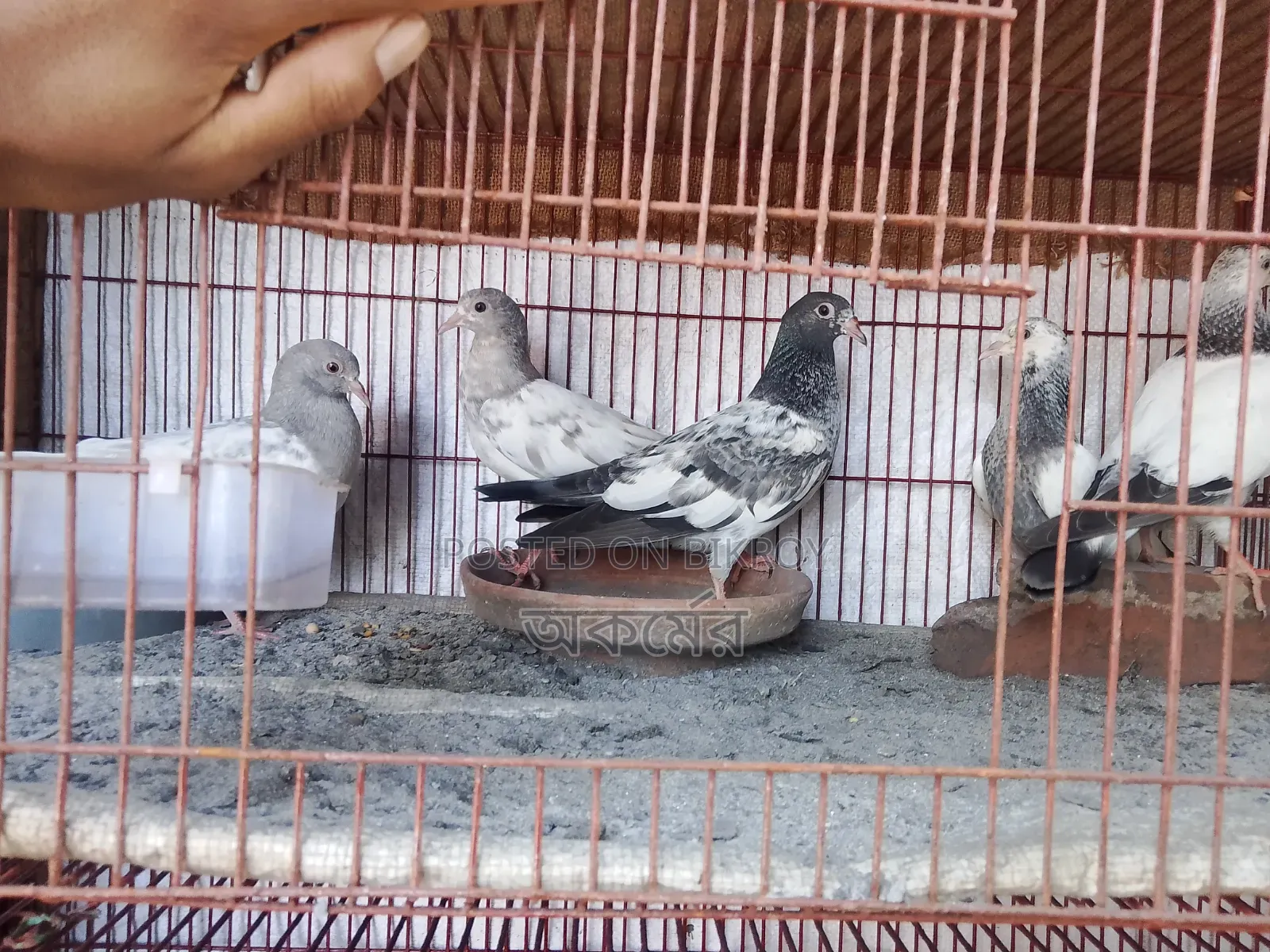 পাকিস্তানি হাইফ্লাই বেবি