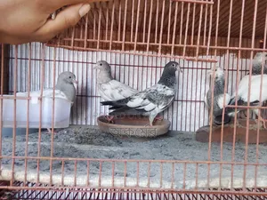পাকিস্তানি হাইফ্লাই বেবি