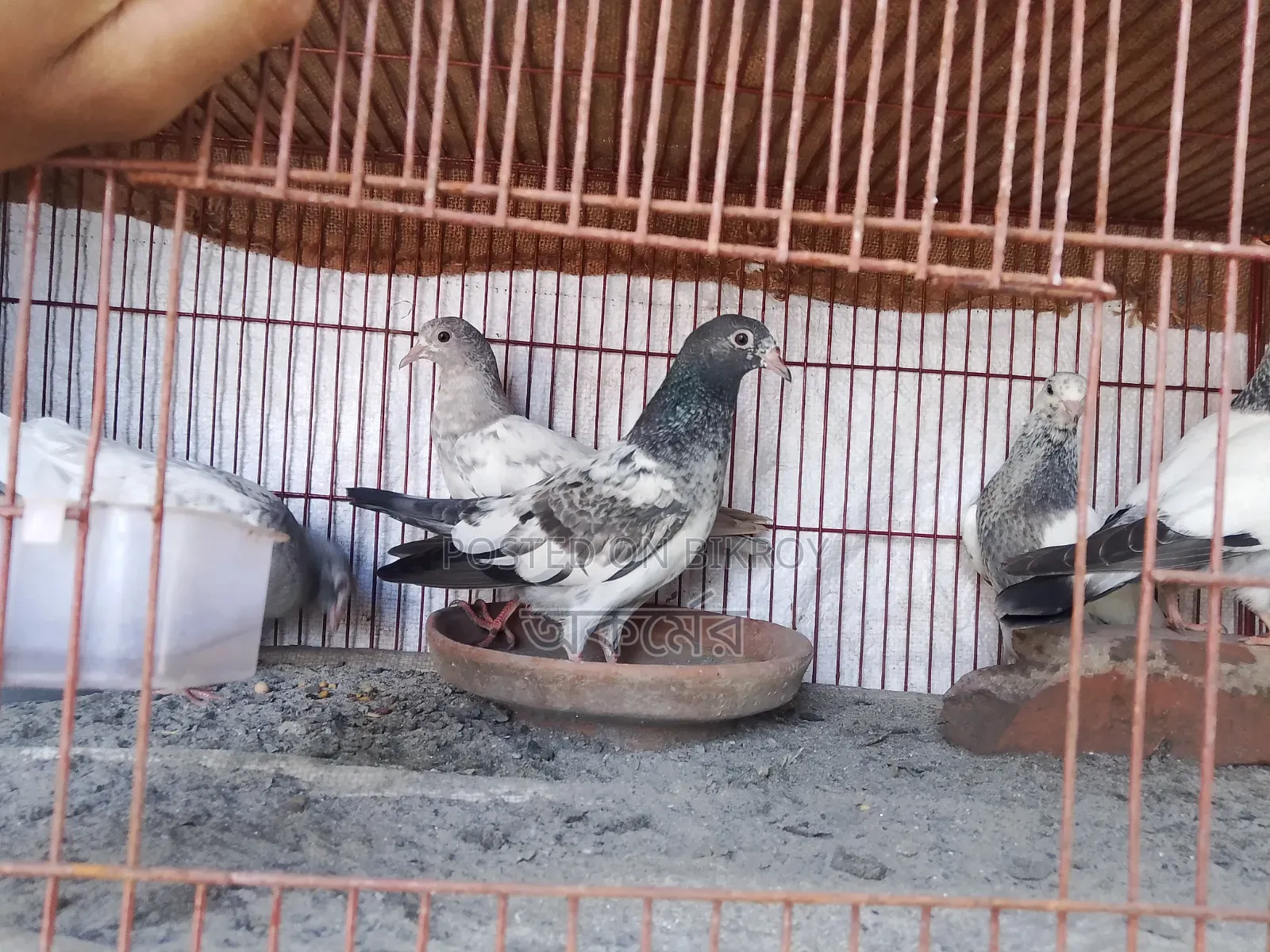 পাকিস্তানি হাইফ্লাই বেবি