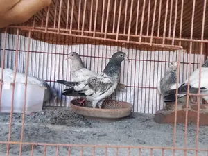 পাকিস্তানি হাইফ্লাই বেবি