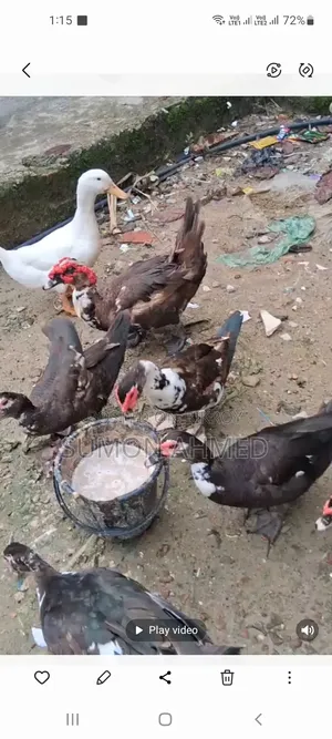 Muscovy Duck