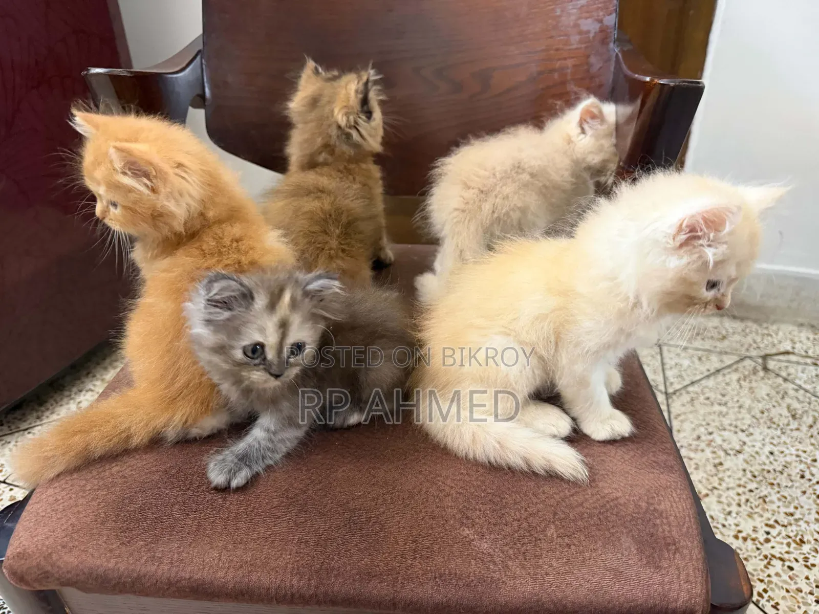 1-3 months Female Purebred Persian