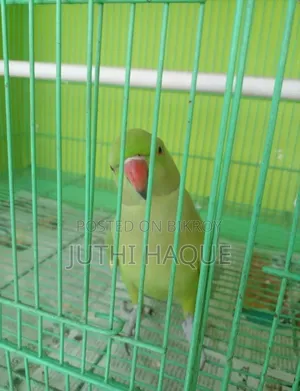 ইন্ডিয়ান রিংনেক প্যারাকিট