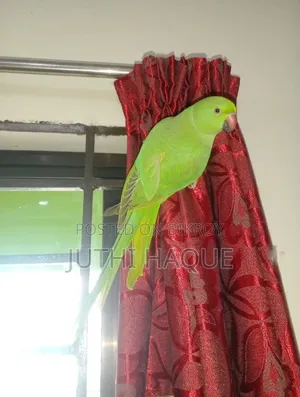 ইন্ডিয়ান রিংনেক প্যারাকিট