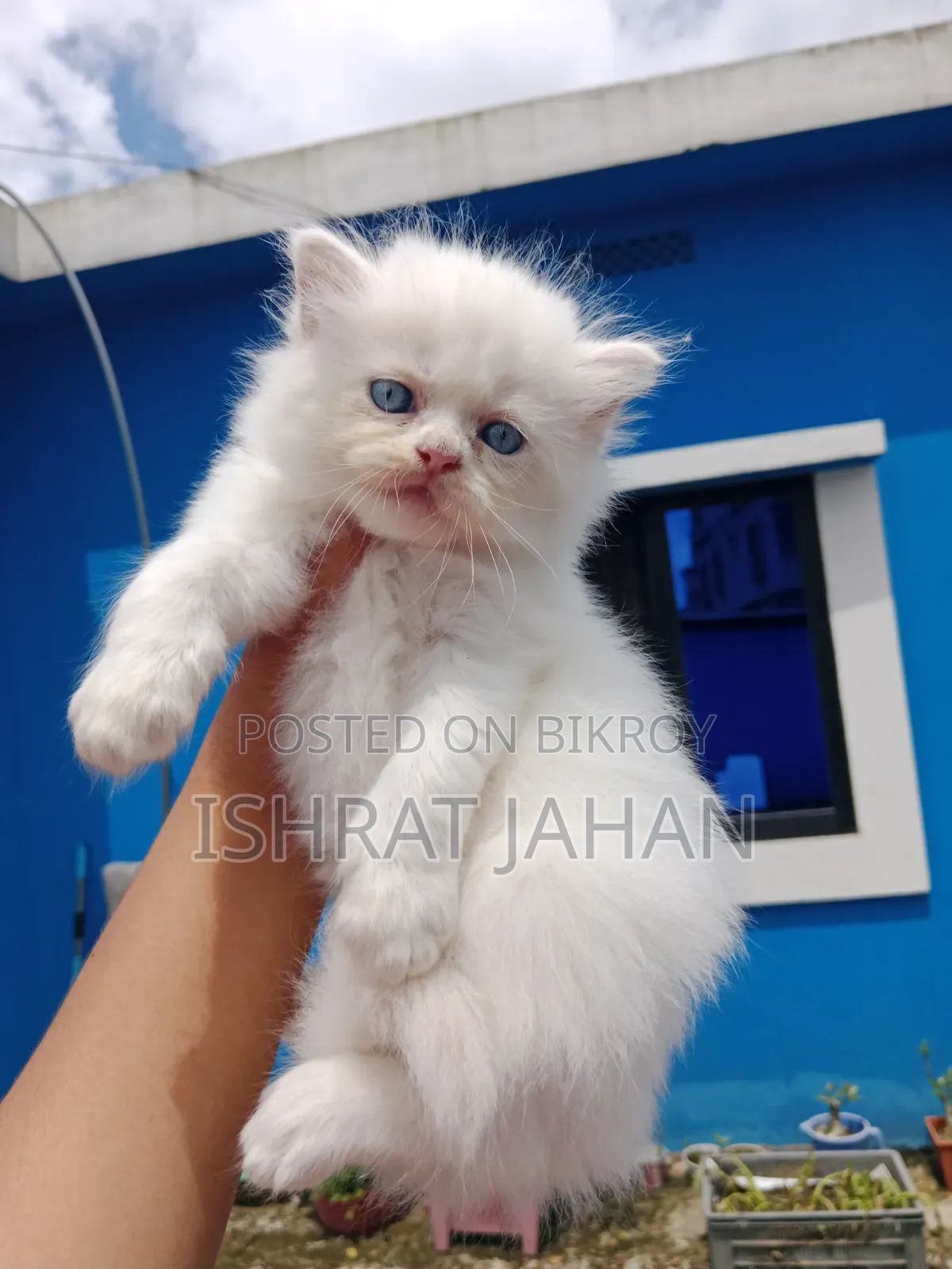 1-3 months Female Purebred Persian