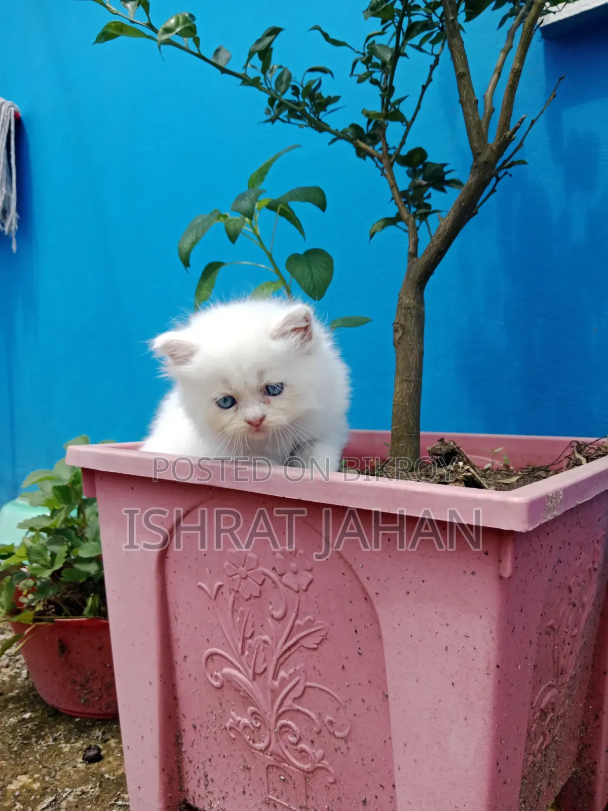 1-3 months Female Purebred Persian