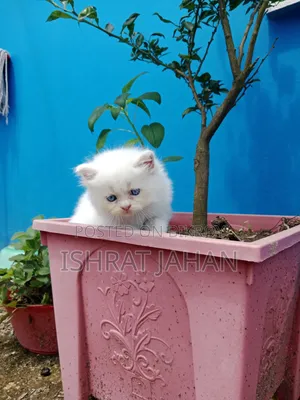 1-3 months Female Purebred Persian